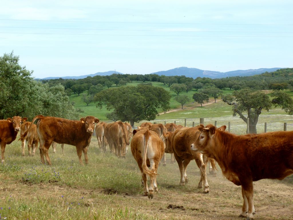 Herdade